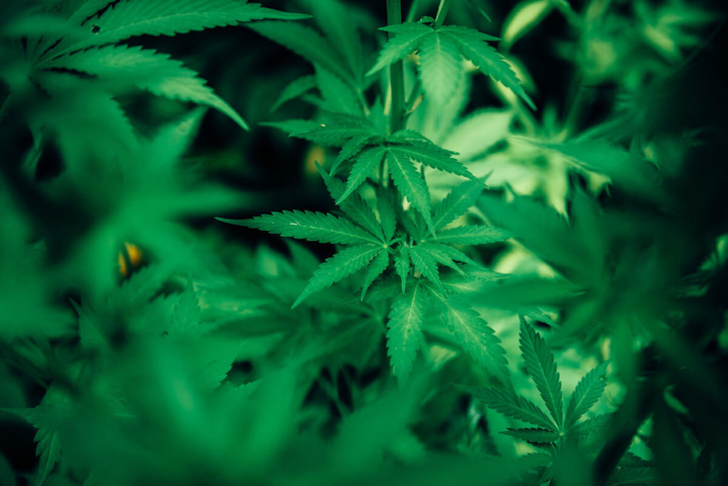Hanf-cbd